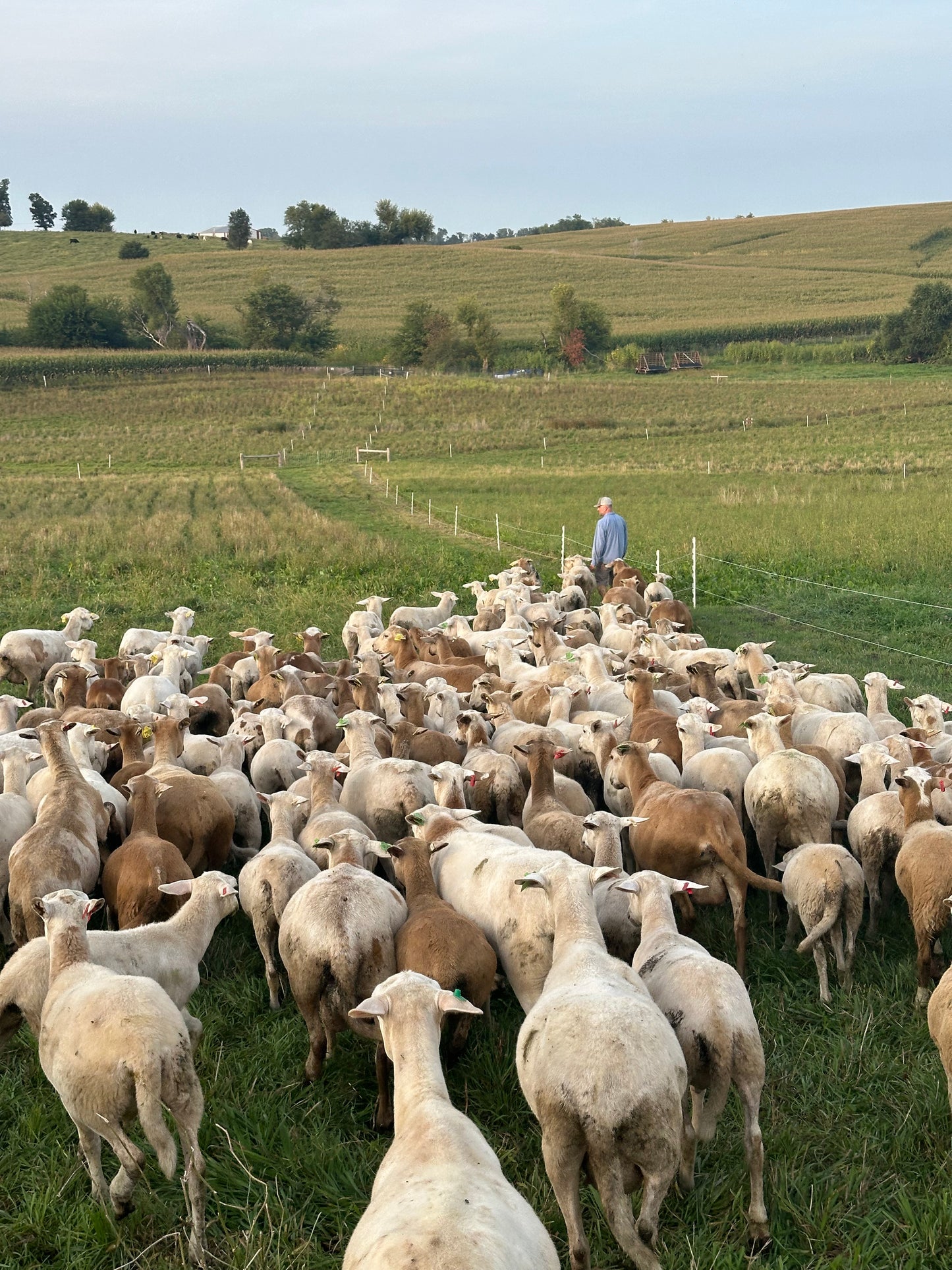 Tour de Lamb - Farm Tour and Dinner